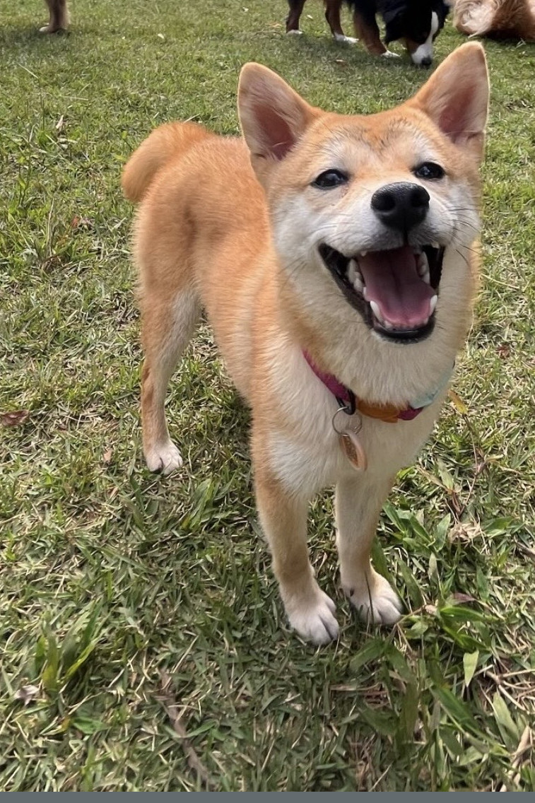 Miya correndo na creche, sorrindo, com outros cães ao fundo